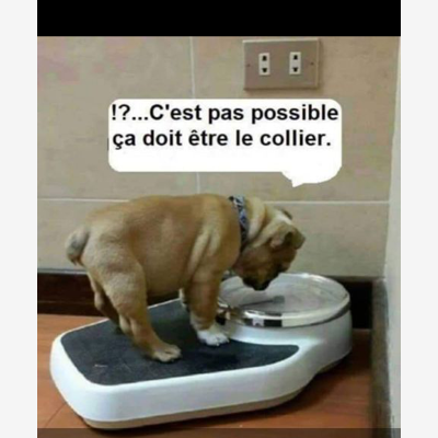 image_Garde chien chez vous, chez moi selon dispo, transport chien (véto, etc), éducation, et + ! Renseignez-vous !
