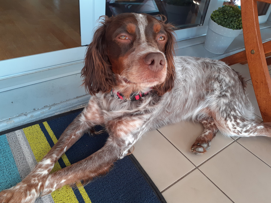 image_Urgent garde de chien pour 3 semaines