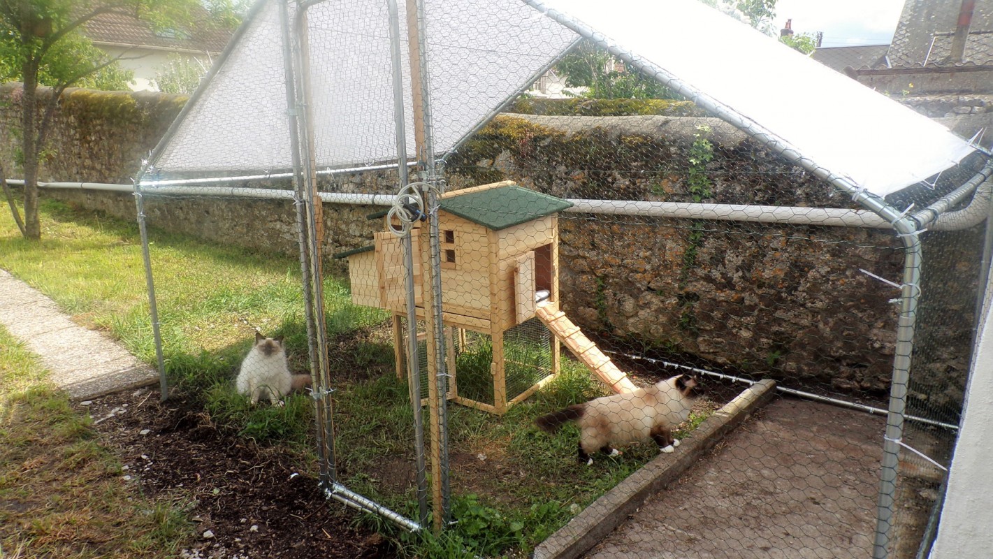 image_Garde de chats à domicile et pension féline