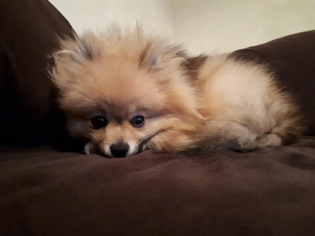image_CHERCHE nounou pour ma petite chienne