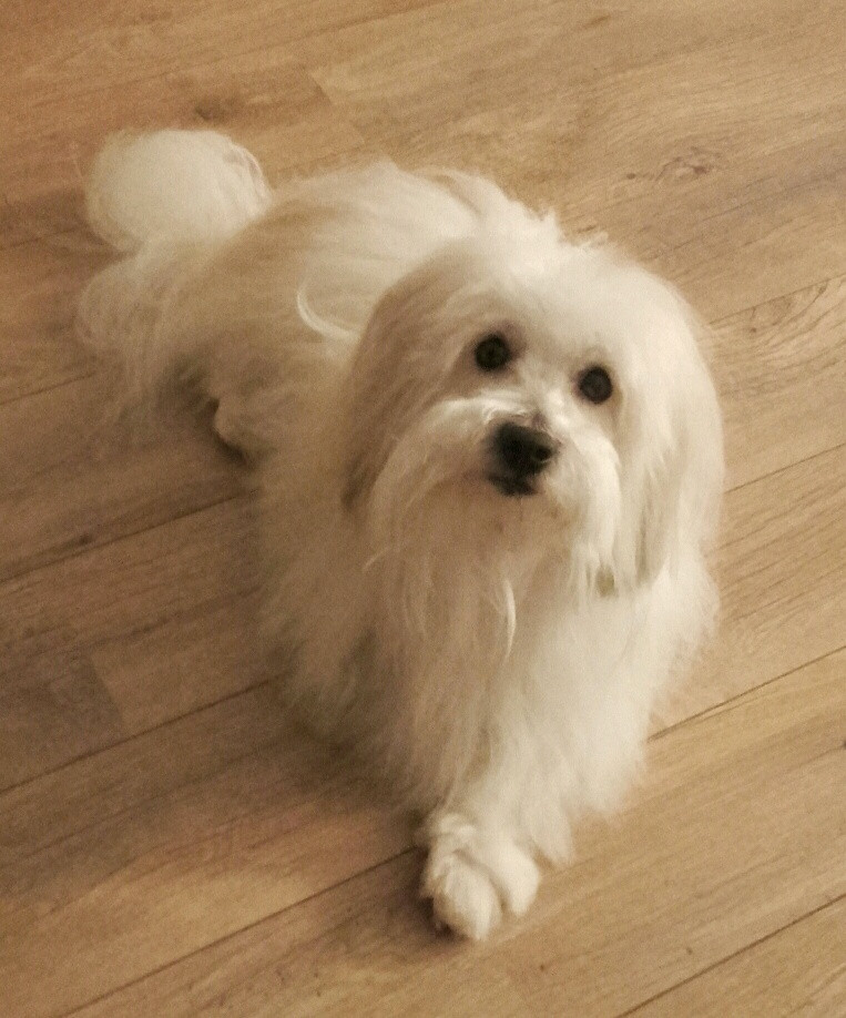 image_GARDE CHIEN