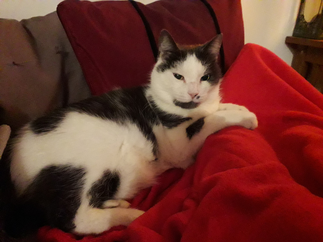 image_visite chat à mon domicile