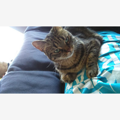 image_Garde chat juillet 2022