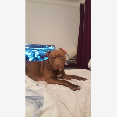image_Garde de mon chien Pablo du 08 au 21 juin 2021 350 euros