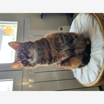 image_Garde chat
