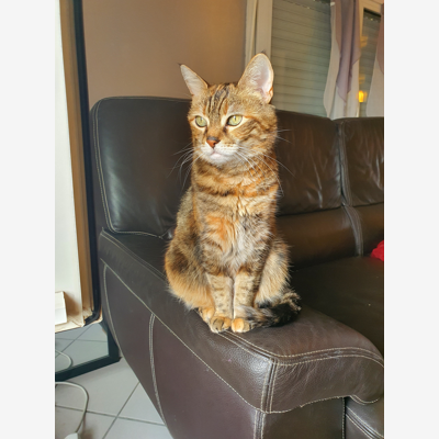 image_Garde chat
