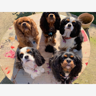 image_Garde d'animaux