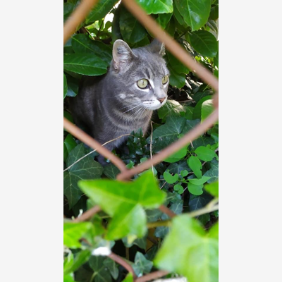 image_Garde chatte stérilisée 9 au 28 août