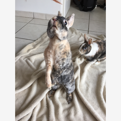 image_Garde chat, chien, rongeur
