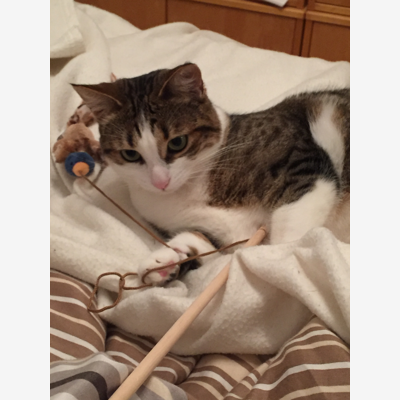 image_Garde chat, chien, rongeur