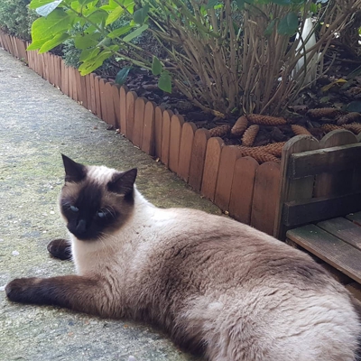 image_Garde de vos animaux