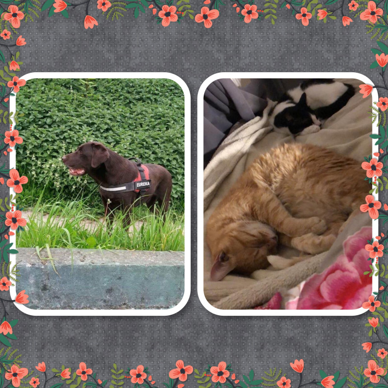 image_Garde animaux en famille