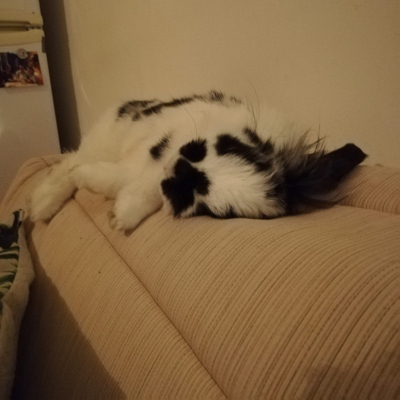 image_Pet-sitter propose gardiennage maison été 2022
