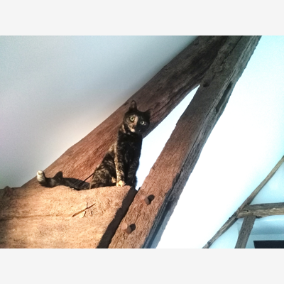 image_Cherche maison d'accueil 🐱