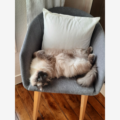 image_Garde de chat à votre domicile pour mon Loulou