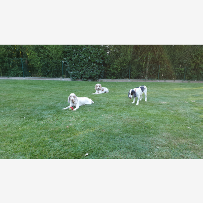 image_Petsitter pour mes 4 chiens