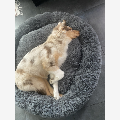image_Garde chiens