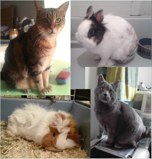 image_Garde rongeur et Visite chat