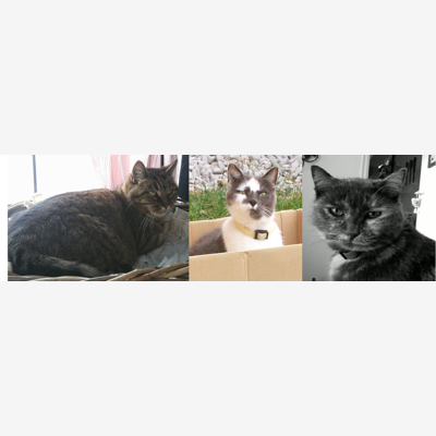 image_Garde de chats ***cat sitter***