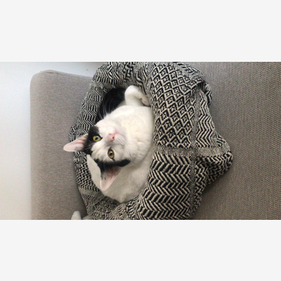 image_Urgent Cherche Catsitter pour Bonny