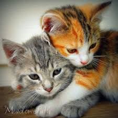 image_Garde d animaux