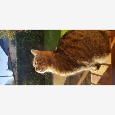 image_Garde chat août