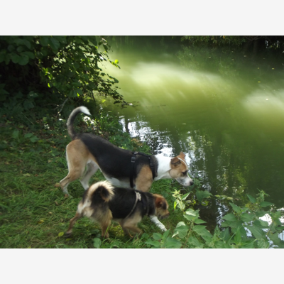 image_Pet Sitting & Promenade pour chiens