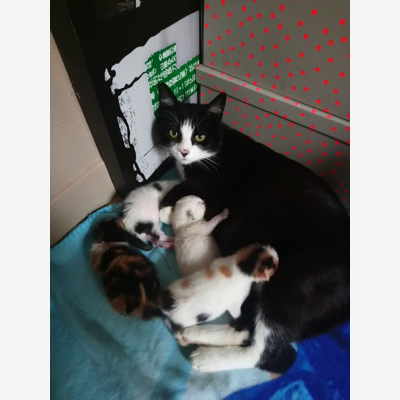 image_Garde pour vos animaux