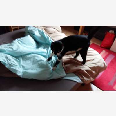 image_Garde d'animaux