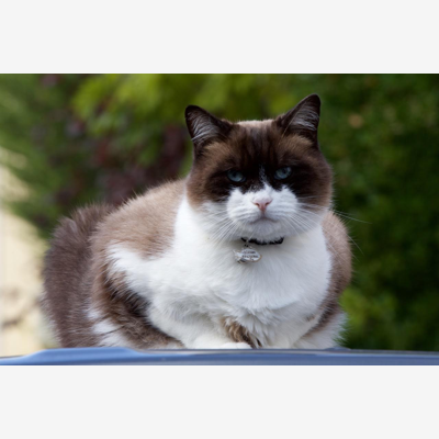 image_Garde de chat à mon domicile du 1er au 25 août (1 visite par jour)