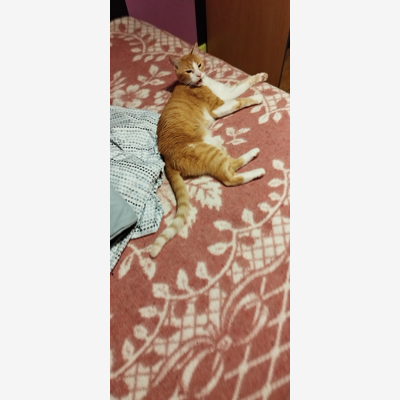 image_Je m'occupe de votre chat pendant vos absences