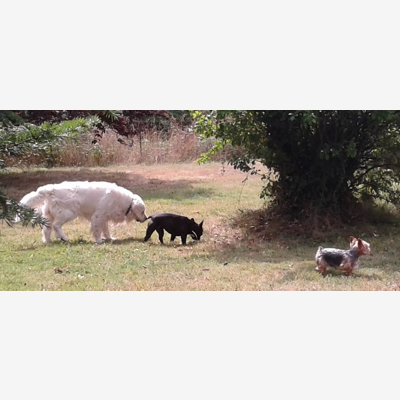 image_MAISON DE VACANCES POUR CHIENS