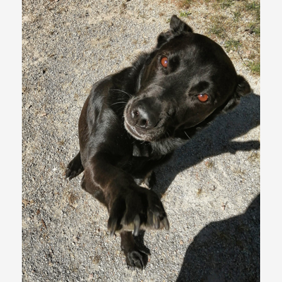 image_Garde/promenades Chiens