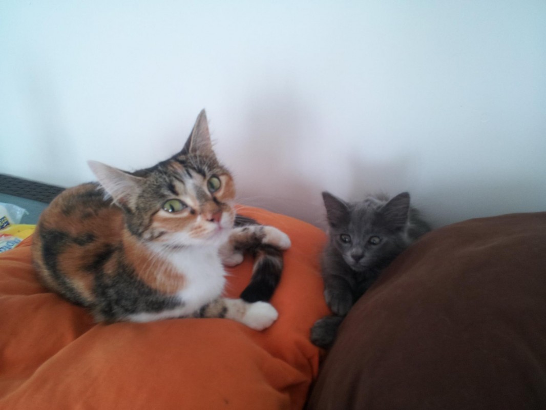 image_Pet sitter