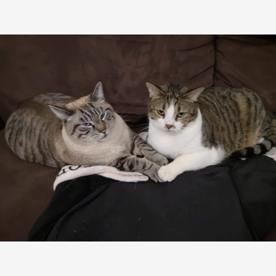 image_Recherche une garde pour mes 2 chats