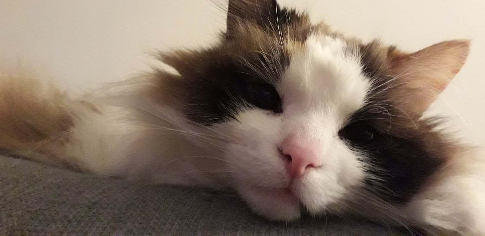 image_Cherche Pet Sitter pour Août 2019