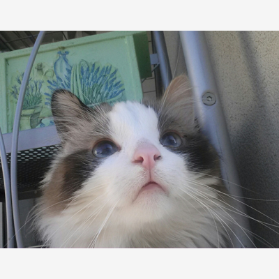 image_Cherche Pet Sitter du 22 juin au 24 juillet 2022