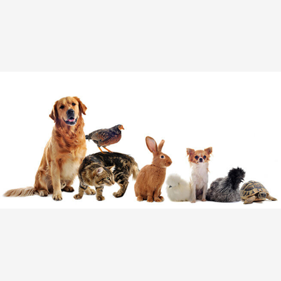 image_Garde d'animaux