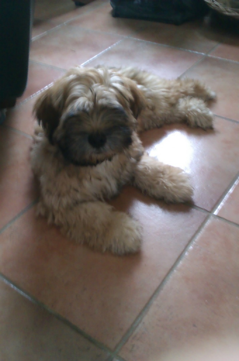 image_Garde de chiens