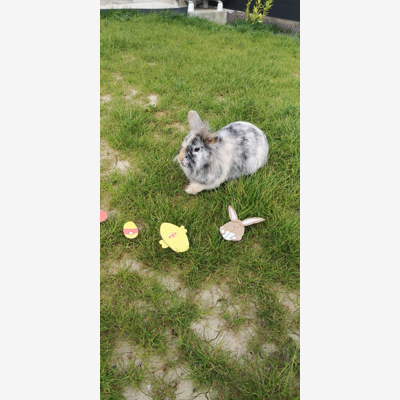 image_Garde lapin