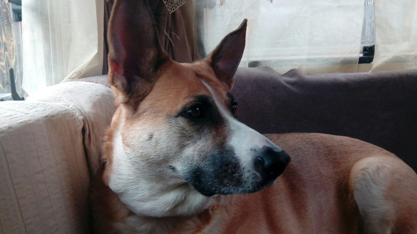 image_cherche petsitter