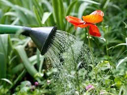 image_Femme se propose pour jardinage
