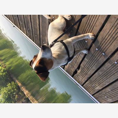 image_Cherche petsitter sérieux pour garder Jazz