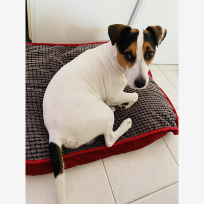image_Cherche petsitter