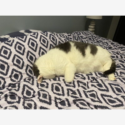 image_Garde chat 🐱