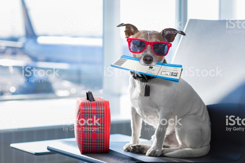 image_GARDE D'ANIMAUX