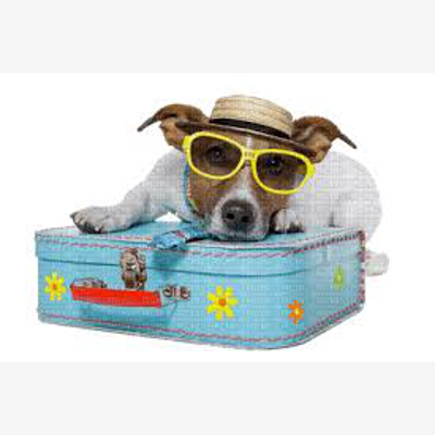 image_Garde chien ⏰