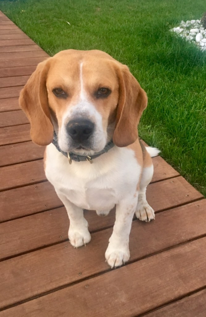 image_Recherche garde chien
