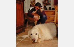 image_Beaucoup de gardes et de visites d'animaux à mon actif