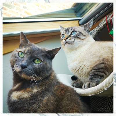 image_Recherche garde pour 2 chats cette été